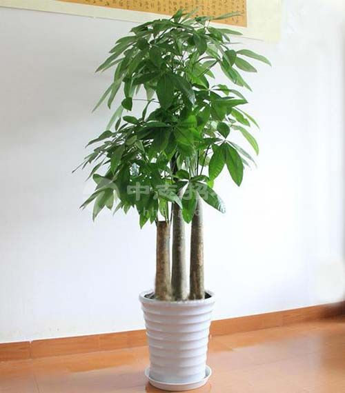 辦公樓擺什么綠植旺風(fēng)水 發(fā)財(cái)樹