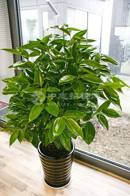 辦公樓擺什么綠植旺風(fēng)水 平安樹