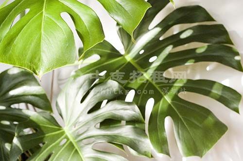 辦公樓擺什么綠植旺風(fēng)水 龜背竹